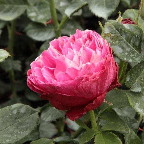 Rosa Konstantina™ - rózsaszín - fehér - Csokros virágú - magastörzsű rózsafa- bokros koronaforma